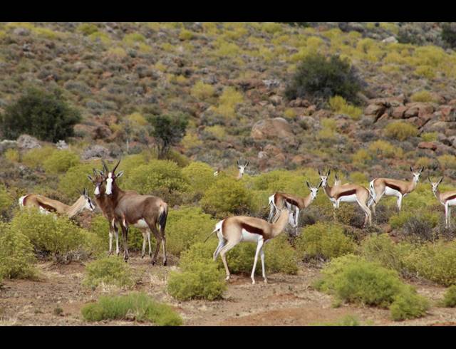 3,107HA FARM FOR SALE IN CALVINIA RURAL